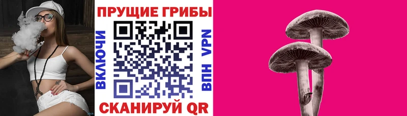 где найти наркотики  Яранск  Псилоцибиновые грибы прущие грибы 